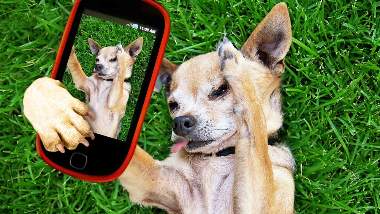 a-cute-chihuahua-in-the-grass-taking-a-selfie-on-a-cell-phone-_20180927-085256_1