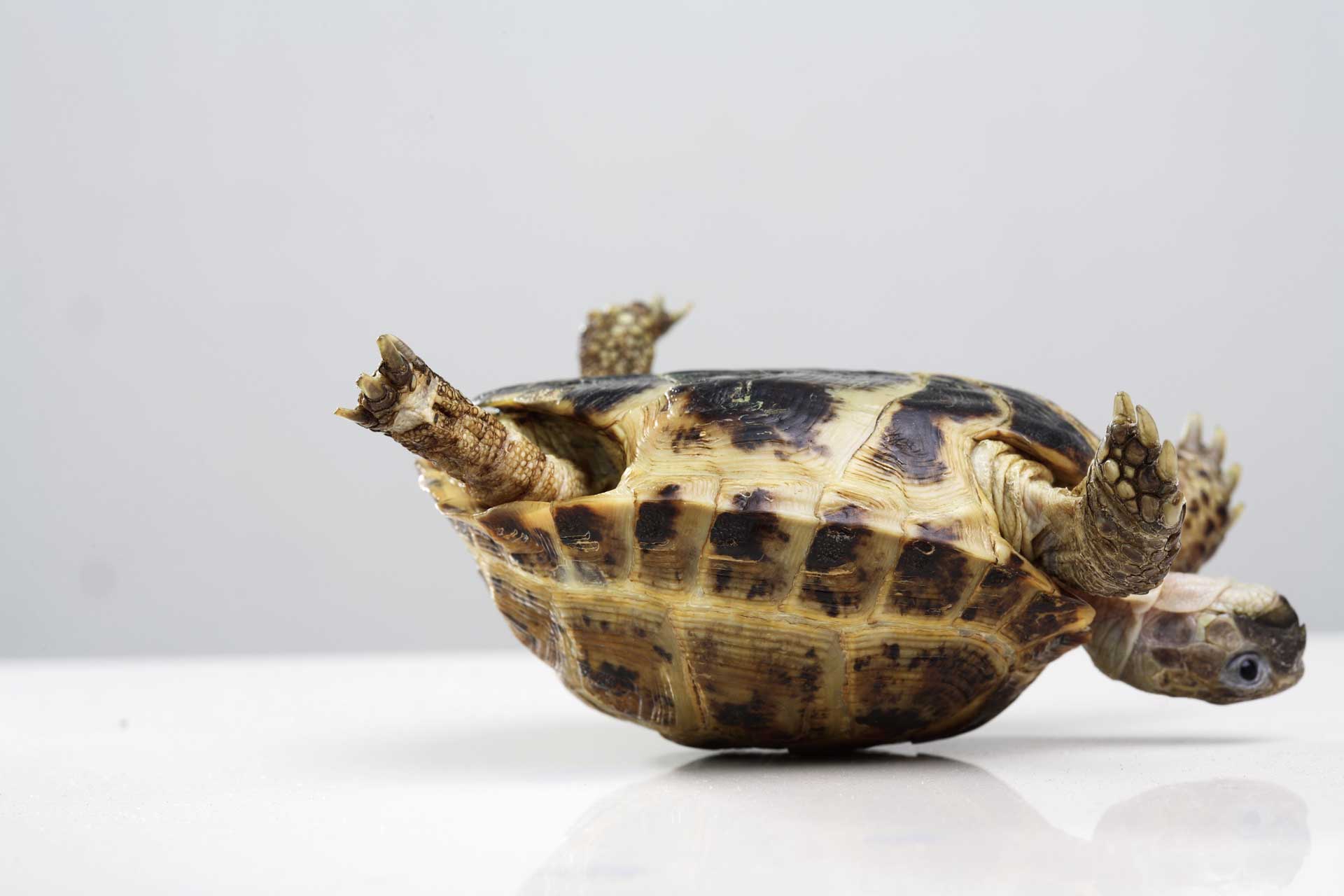 upside down tortoise showing resilience and positivity