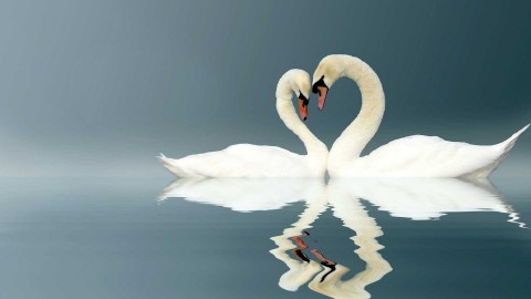 LoveSwans